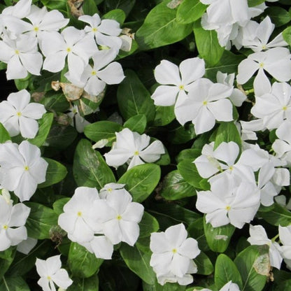 catharanthus roseus - Gardening Plants And Flowers