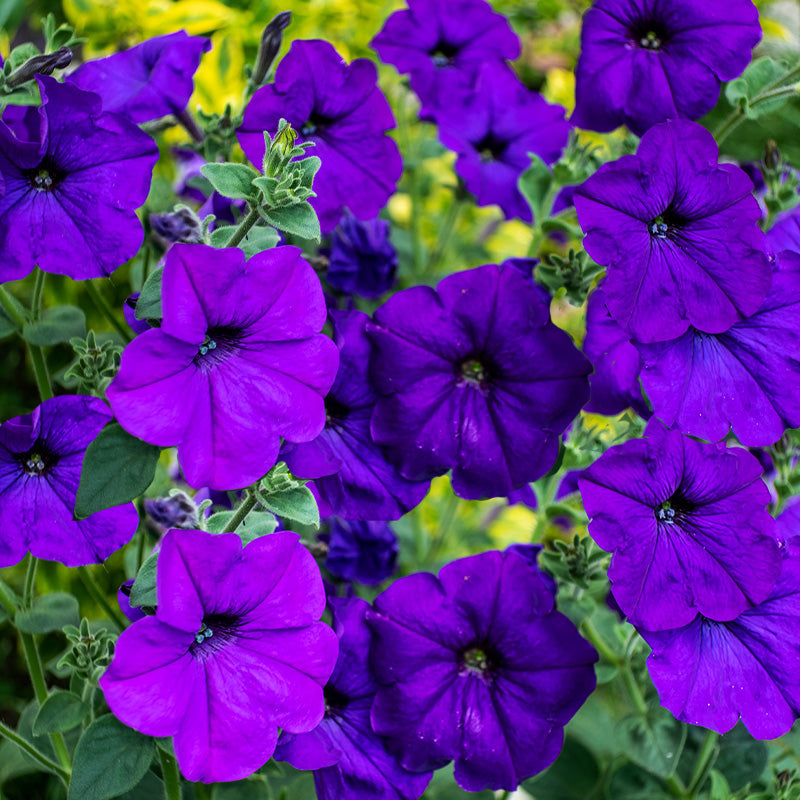 petunia blue - Gardening Plants And Flowers