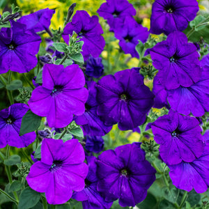 petunia blue - Gardening Plants And Flowers