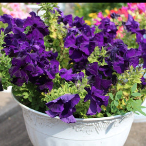 petunia alderman - Gardening Plants And Flowers