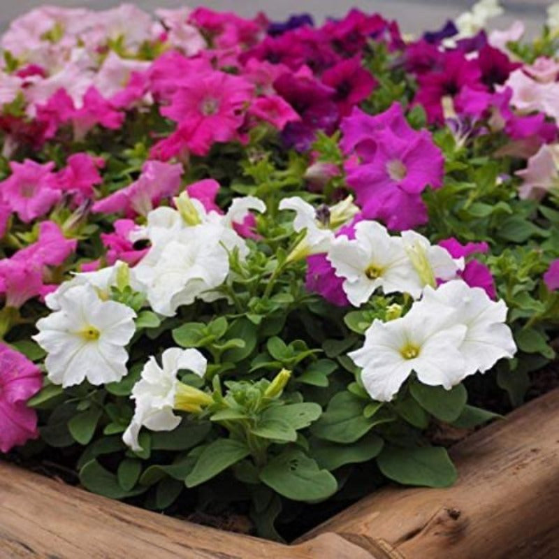 petunia hybrida seeds - Gardening Plants And Flowers