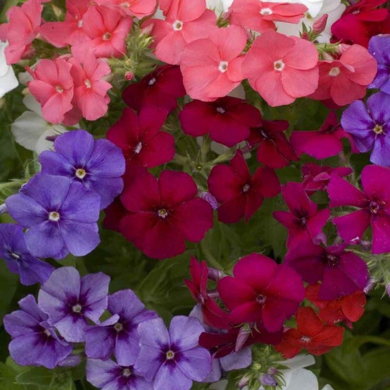 phlox seeds - Gardening Plants And Flowers
