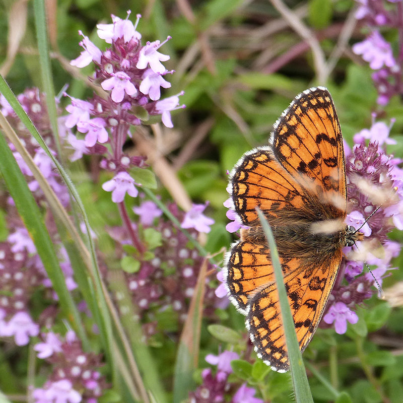 pink creeping thyme - Gardening Plants And Flowers