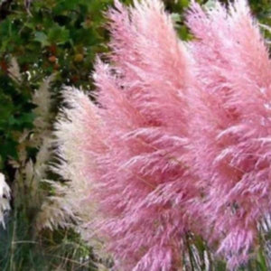 pink pampas grass for sale - Gardening Plants And Flowers