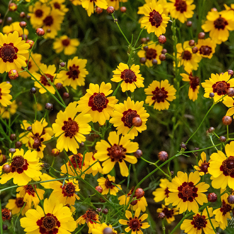 plant coreopsis - Gardening Plants And Flowers
