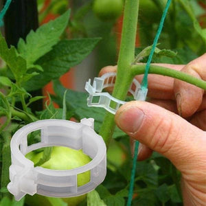 plant clips for vines - Gardening Plants And Flowers