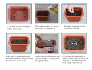 planting tomato - Gardening Plants And Flowers