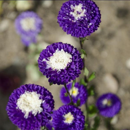 Aster Pompon Blue Seeds - Callistephus Tall Pompon Blue