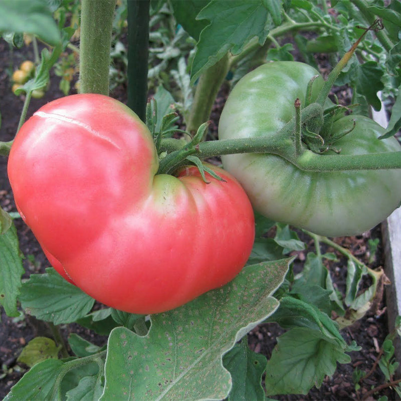 pink tomato seeds - Gardening Plants And Flowers