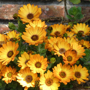 pot marigold seeds - Gardening Plants And Flowers