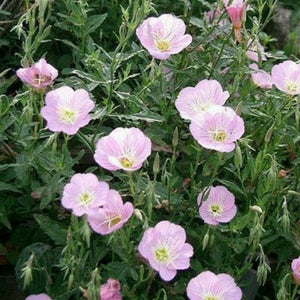 primrose - Gardening Plants And Flowers