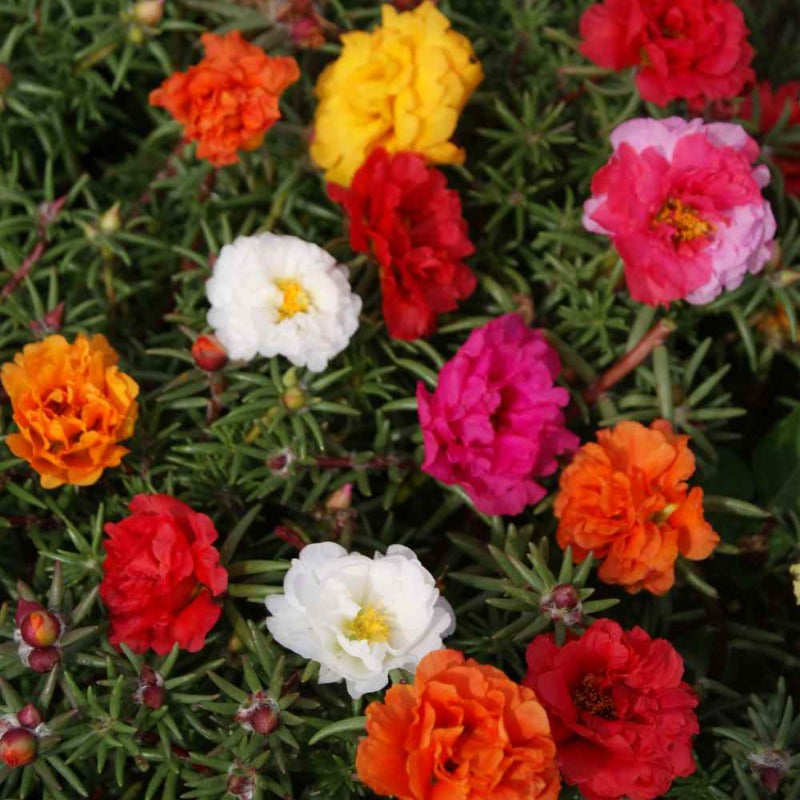 Planting and Caring for Moss Rose 