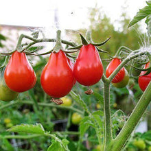 Load image into Gallery viewer, red pear tomato - Gardening Plants And Flowers