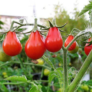 red pear tomato - Gardening Plants And Flowers