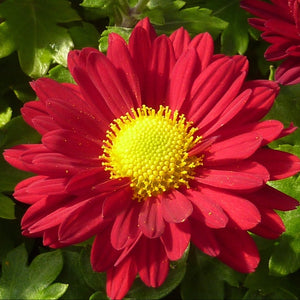 red chrysanthemum - Gardening Plants And Flowers