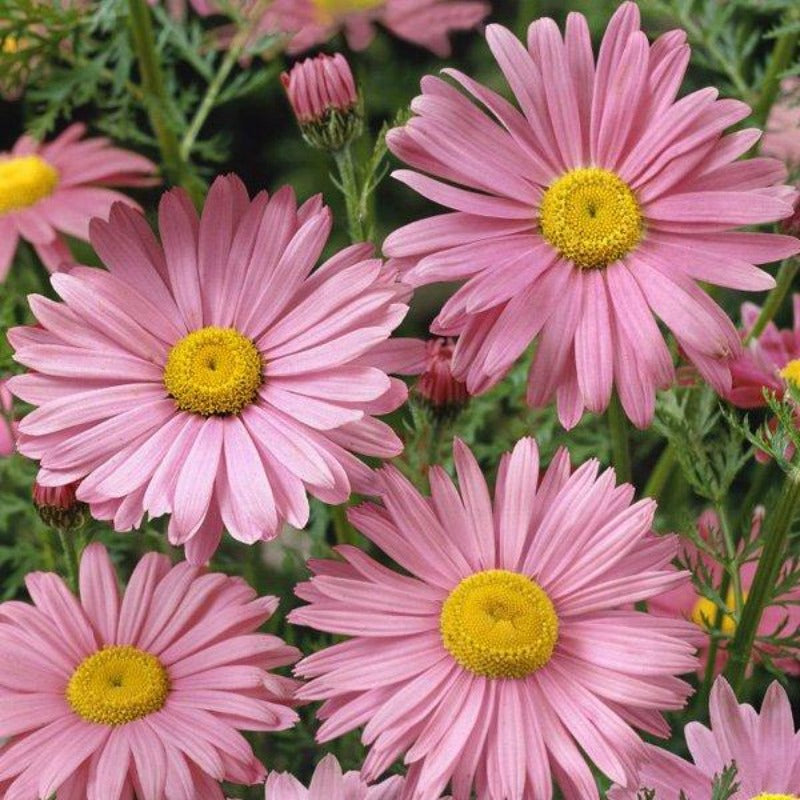 chrysanthemum seed - Gardening Plants And Flowers 