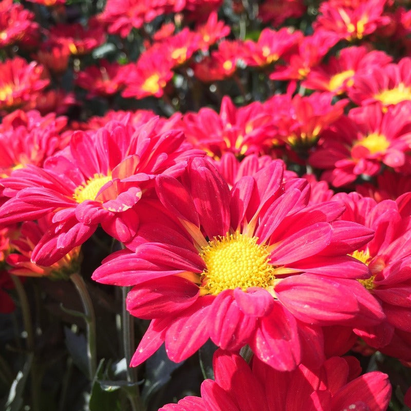 red daisy flower - Gardening Plants And Flowers