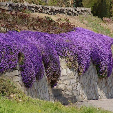 aubrieta purple - Gardening Plants And Flowers