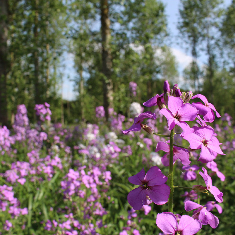 rocket flowers - Gardening Plants And Flowers