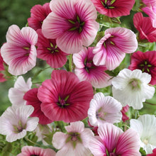 Load image into Gallery viewer, rose mallow seeds - Gardening Plants And Flowers