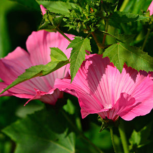 tree mallow seeds - Gardening Plants And Flowers
