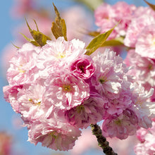 Load image into Gallery viewer, sakura - Gardening Plants and Flowers