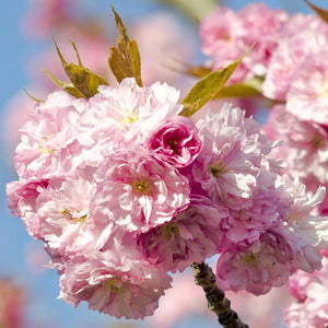 sakura - Gardening Plants and Flowers