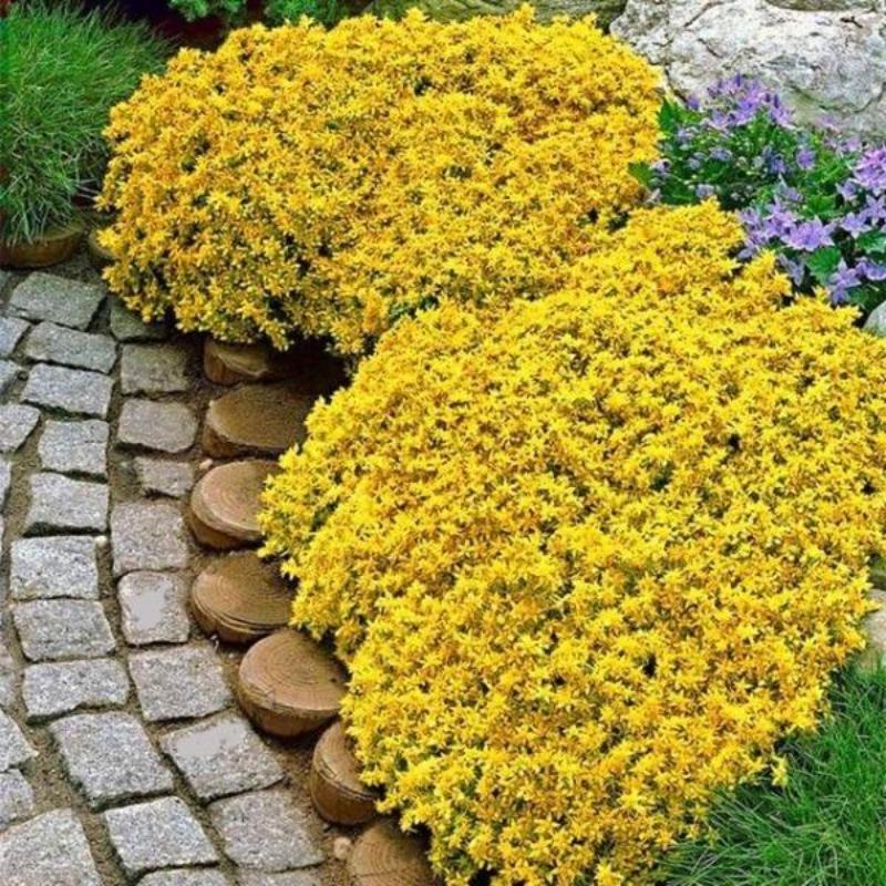 sedum aizoon - Gardening Plants And Flowers