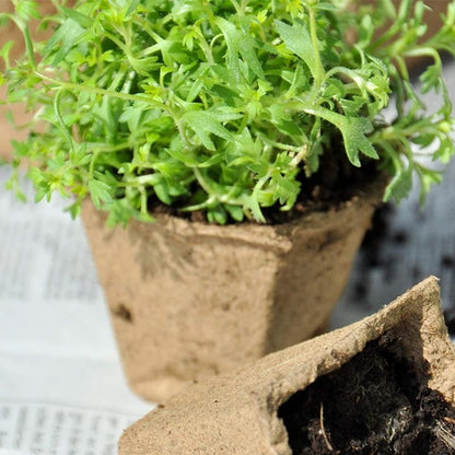 seed starter trays - Gardening Plants And Flowers