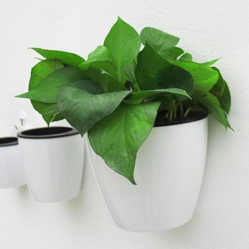 self watering basket - Gardening Plants And Flowers