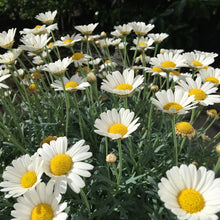 Load image into Gallery viewer, shasta alaska daisy - Gardening Plants And Flowers