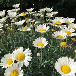 shasta alaska daisy - Gardening Plants And Flowers