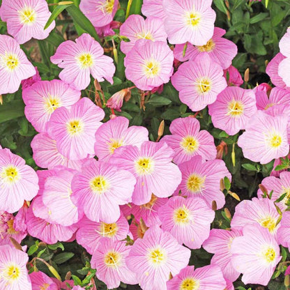 primrose seeds - Gardening Plants And Flowers