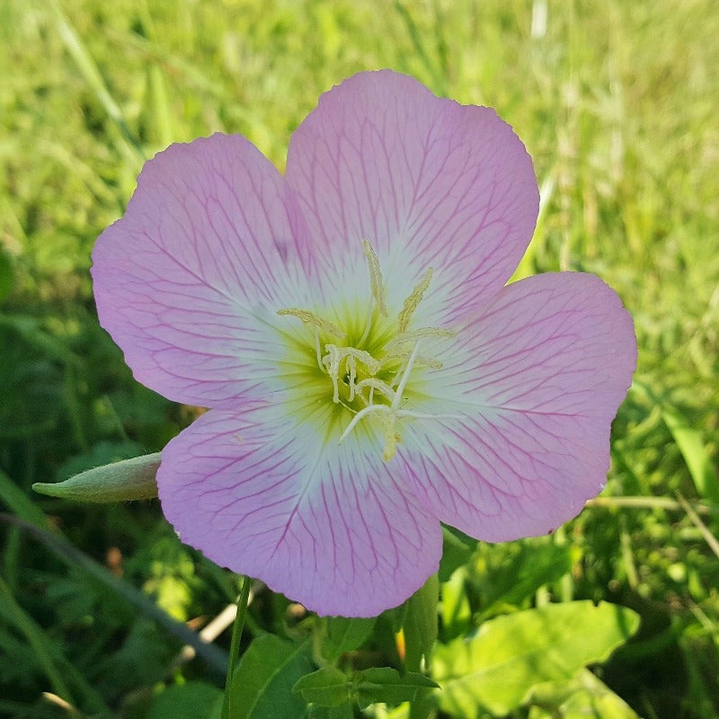 showy evening primose - Gardening Plants And Flowers