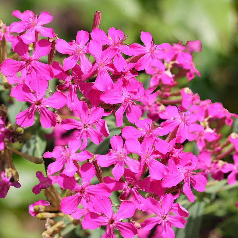 silene pendula - Gardening Plants And Flowers