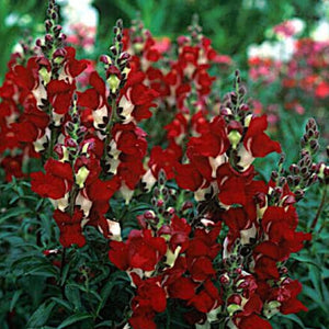 snapdragon - Gardening Plants And Flowers