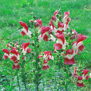 snapdragon seeds - Gardening Plants And Flowers