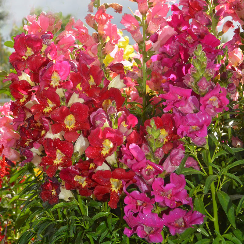 snapdragon tetra seeds - Gardening Plants And Flowers