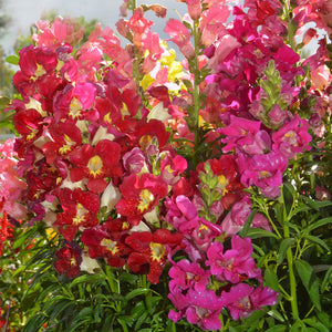 snapdragon seeds - Gardening Plants And Flowers