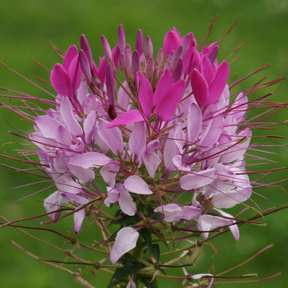 cleome hassleriana - Gardening Plants And Flowers