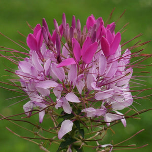 cleome hassleriana - Gardening Plants And Flowers