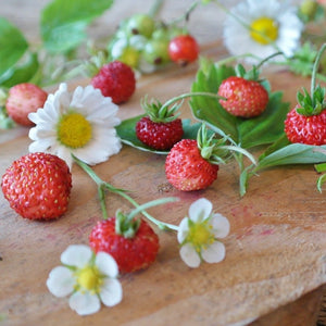 wild strawberry seed - Gardening Plants And Flowers