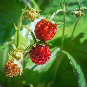 wild strawberry seeds - Gardening Plants And Flowers