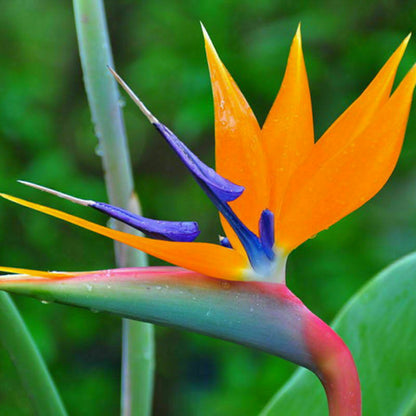 bird of paradise plant seeds - Gardening Plants And Flowers