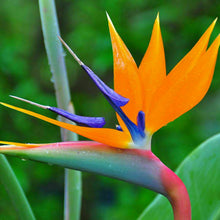 Load image into Gallery viewer, strelitzia seeds - Gardening Plants And Flowers