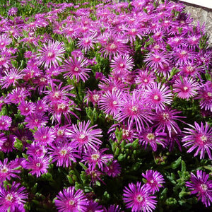 ground cover plants - Gardening Plants And Flowers