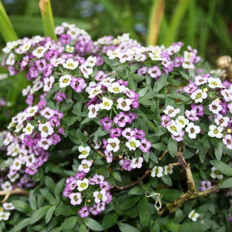 sweet alyssum - Gardening Plants And Flowers