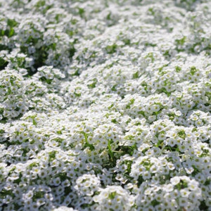 alyssum carpet of snow - Gardening Plants And Flowers