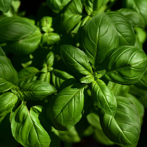 sweet basil - Gardening Plants And Flowers