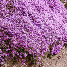 Load image into Gallery viewer, thyme seeds - Gardening Plants And Flowers